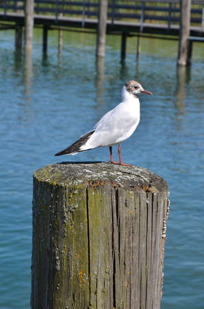 Seagull on wood in the water close upの写真素材