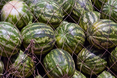 many Melons in a net close up photoの写真素材