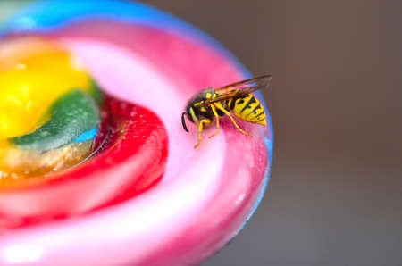 Bee on colorful candy close up photo