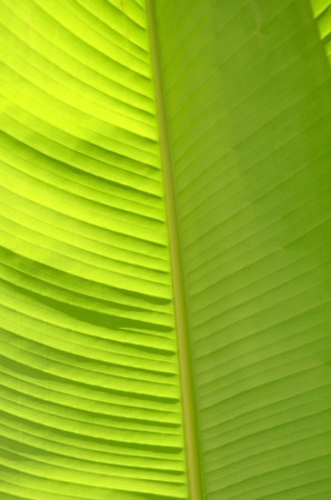 green banana leave near close up photoの写真素材