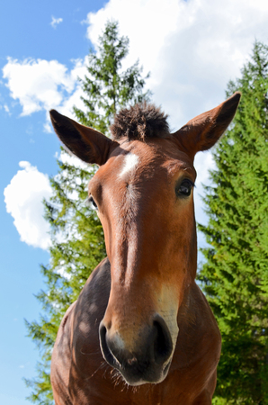 horse head near behind is the forest close upの写真素材
