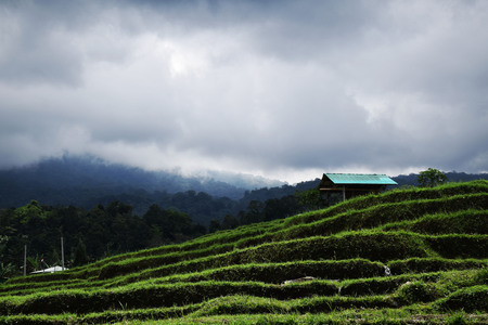 The amazing landscape in Jatiluwih rice terraces in Bali, Indonesiaの写真素材
