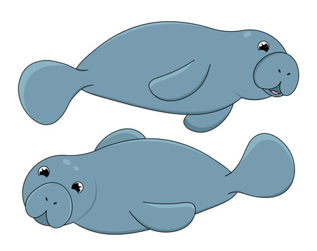 Cute manatee set. Adorable nautical animal. Underwater life and wildlife. Sea or ocean fauna and zoo. Marine mammal. Poster or banner. Linear vector collection isolated on white backgroundのイラスト素材