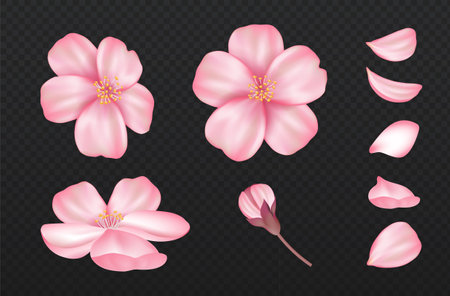 Cherry blossom plant set. Sakura plant with leaves and petal. Romantic bud. Beautiful flower top view. Traditional asian plant. 3D vector collection isolated on transparent backgroundのイラスト素材