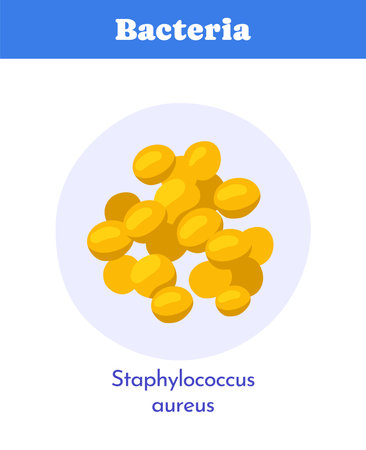 Yellow Staphylococcus aureus bacteria shown in a flat cartoon style on a circular light background,...