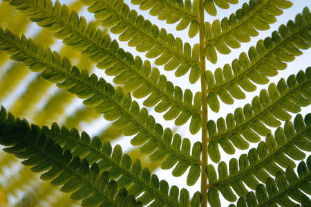 Macro of transparent fern against sunset close up