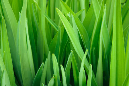 Macro of fresh green short grass close upの写真素材