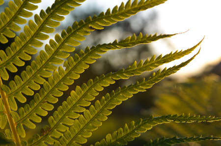 Macro of transparent fern against sunset close up