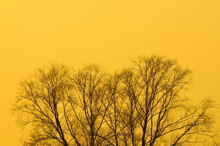 Branches of bald trees at yellow backgroundの写真素材