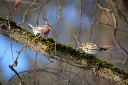 Two small redpolls on the branch in winterの写真素材
