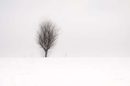 Winter single tree in field with white skyの写真素材