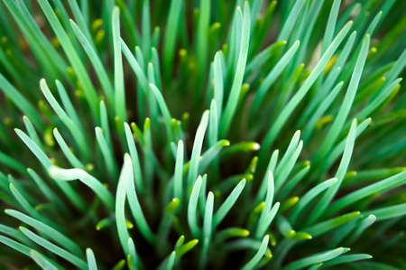 Fresh spring green grass close up macroの写真素材
