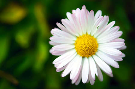 Single daisy flower on green background macroの写真素材