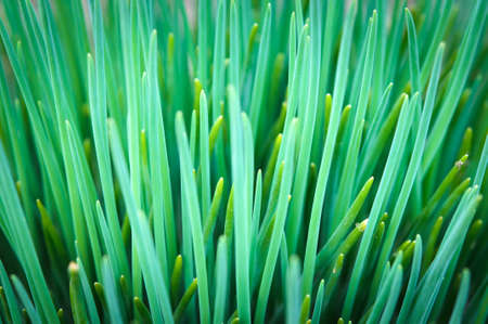 Fresh spring green grass close up macro