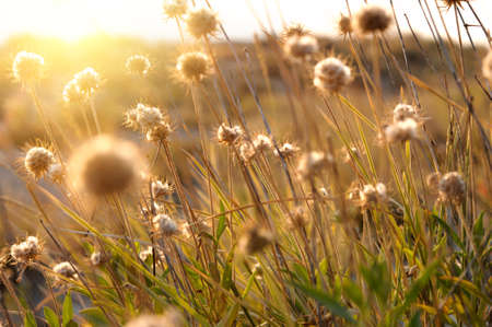 Beautiful sunrise light through thorn or bur flowers and green grassの写真素材