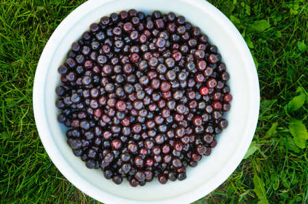 Sweet cherries in white bowl on grass, top flat viewの写真素材