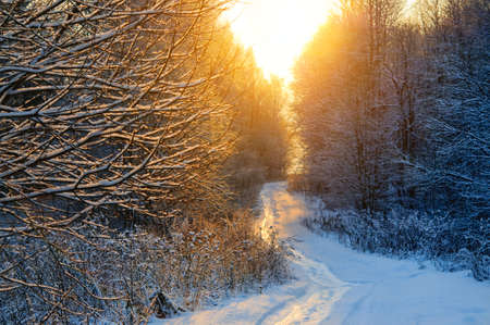 Beautiful winter sunset over curvy road among trees in countryside