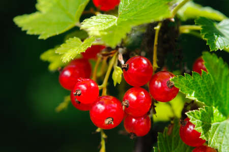 Bunch of red currant in fruit garden close-upの写真素材
