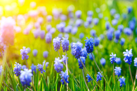 Many Grape Hyacinth or Muscari Latifolium botryoides flower bulbs blooming blue in springの写真素材
