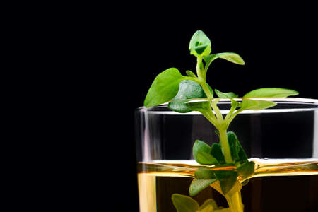 Fresh green thyme at glass isolated black backgroundの写真素材