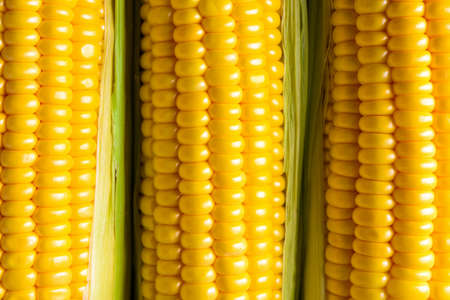 Three corn ears. Vegetable concept backgroundの写真素材