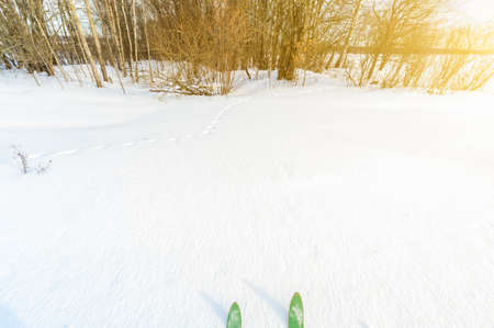 Skier with skis on the track in the snow in the sunny winter day. Country skiing in the forest.の写真素材