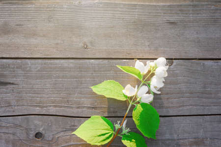 Jasmine branch on rustic wooden plank. Top view