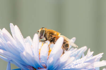 Bee or honeybee on violet blue flower blossom