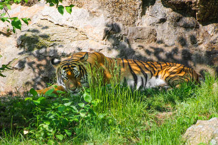 Sleeping tiger relaxing in grass and shadow at sunny day