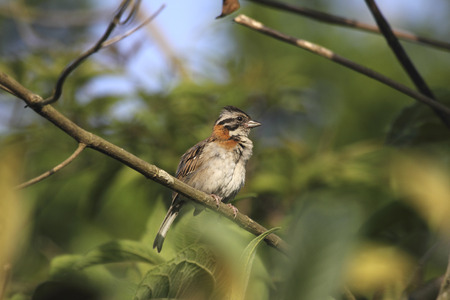 Sparrow in the forestの写真素材