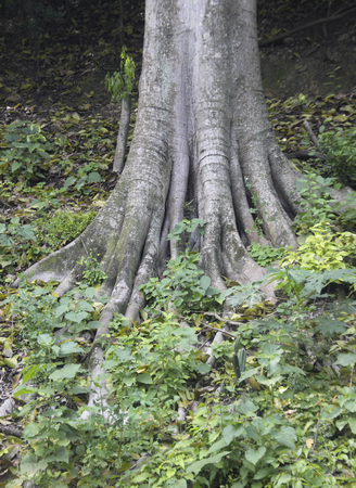Buttress roots in the forestの写真素材