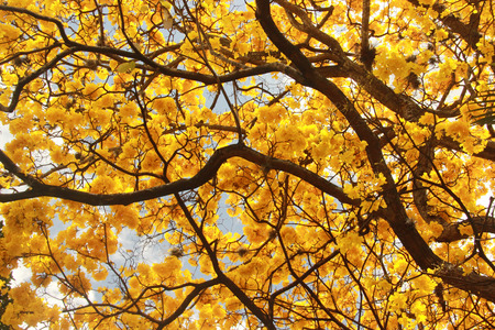 Yellow blossom  Tabebuia chrysantha National Tree of Venezuela