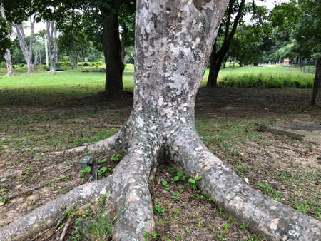 Trees and roots landscape in famous Parque del Este designed by Brazilian architect Roberto Burle...