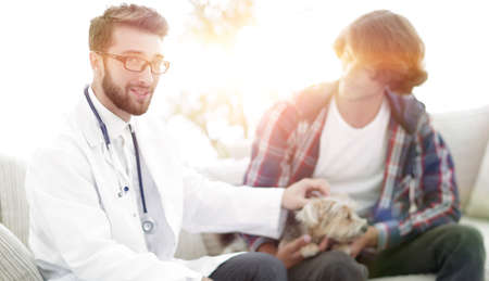 veterinarian conducts an examination of the Yorkshire terrier.の写真素材