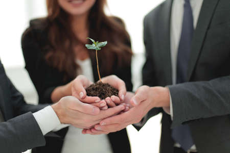 Business team holding together fresh green sprout closeupの写真素材