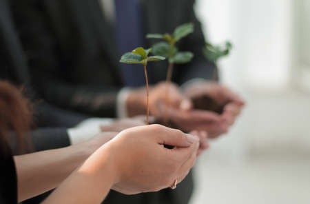 blurred image of a fresh sprout in the hands of the business teamの写真素材