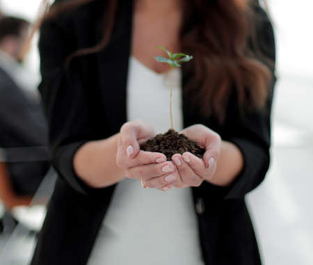 close up. business woman holding a fresh sproutの写真素材