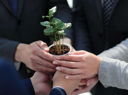 close up.a fragile little sprout in the hands of the business team
