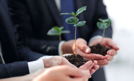 blurred image of a fresh sprout in the hands of the business teamの写真素材