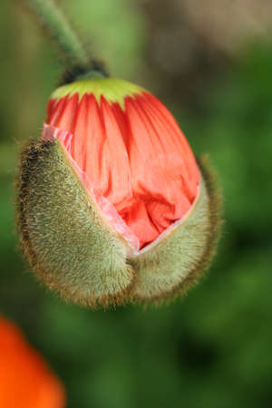 Flowerの写真素材