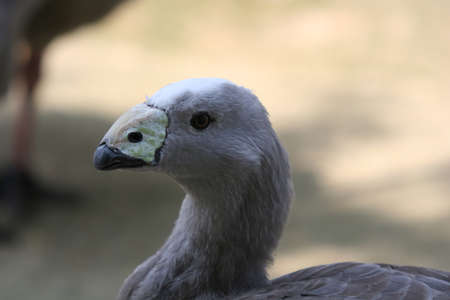 birdの写真素材