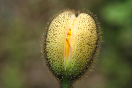 Bloomingの写真素材