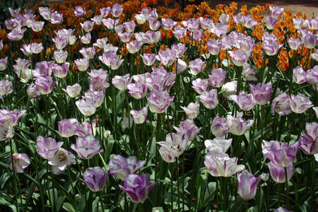Flowersの写真素材