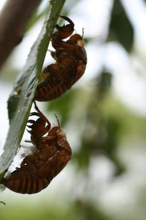 Cicadas