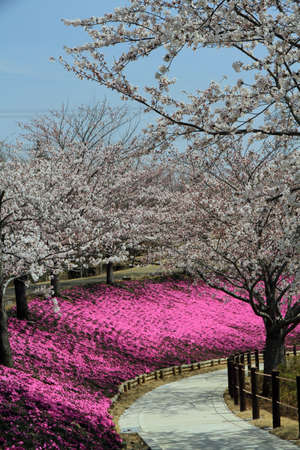 Springの写真素材