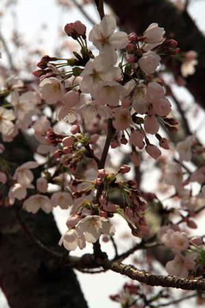 Cherry Blossomの写真素材