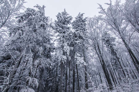Frozen forestの写真素材