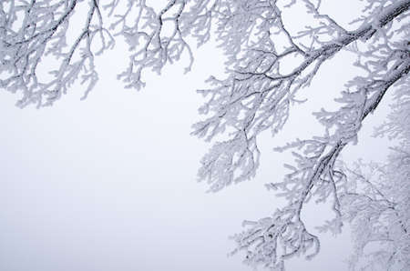 Frozen branchesの写真素材