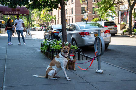 New York, City / USA - JUL 10 2018: Dogs waiting outside the supermarket on Montague Street in Brooklyn New York Cityのeditorial素材