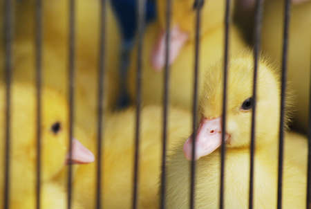 Small duck in cageの写真素材
